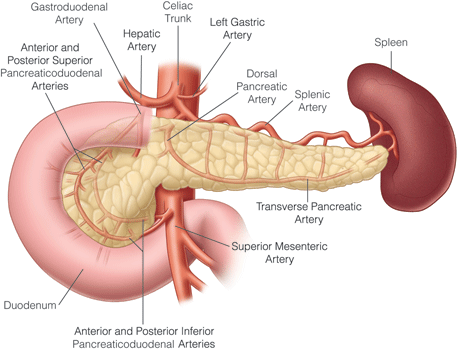 pancreas blood supply