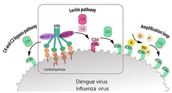 c3b virus