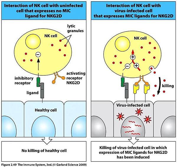 nk_cell_receptors_distinguish_unhealthy_cells_from_cell-1444EF94BF12D21AC5E