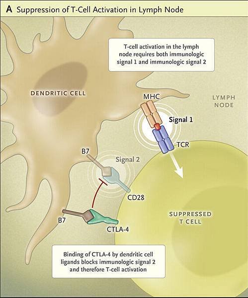 DC 與 T cell immunology1