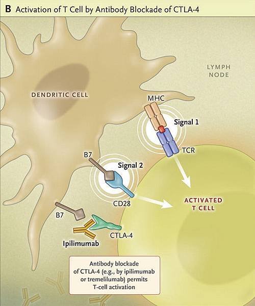 DC 與 T cell immunology2