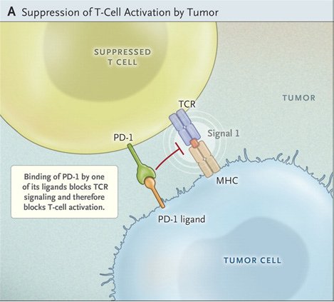 DC 與 T cell immunology3