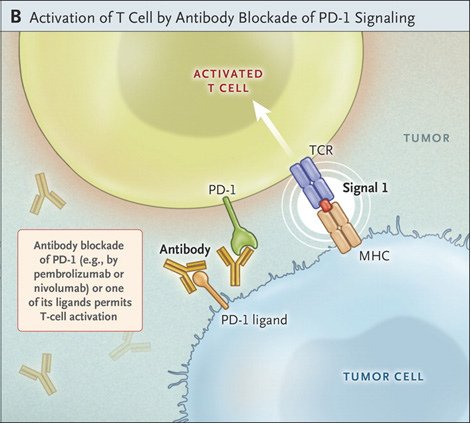 DC 與 T cell immunology4