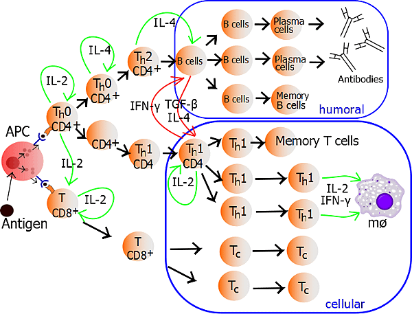 Lymphocyte_activation