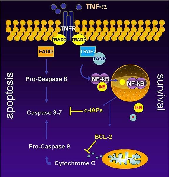 TNF-a death and survival2.jpg