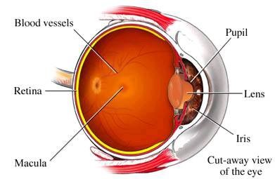 Eye Anatomy