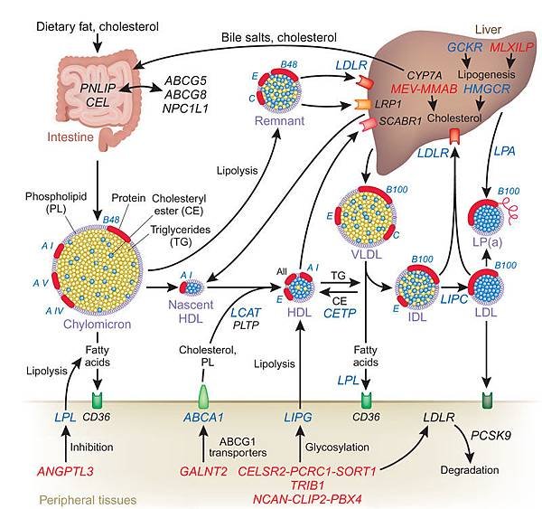 Lipoprotein