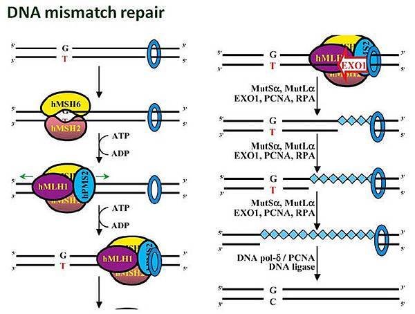 Mismatch repair