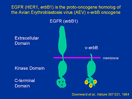 ErbB1