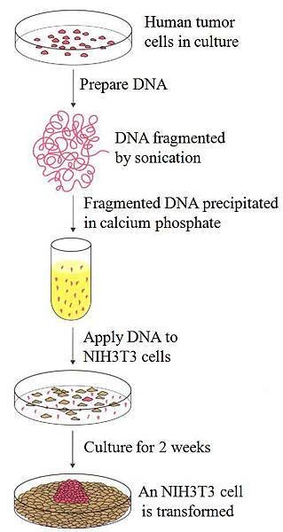 Oncogene cloning