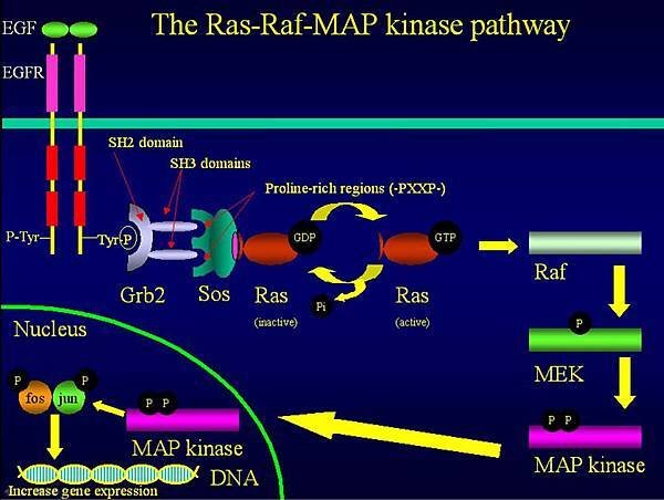 Map kinase pathway