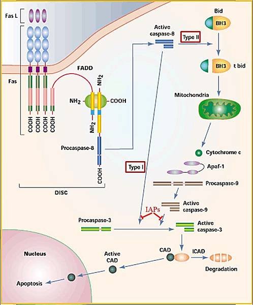 Extrinsic Intrinsic apoptosis