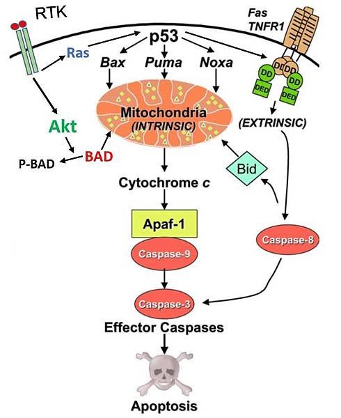 胃上皮細胞apoptosis