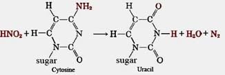 Cytosine to Uracil