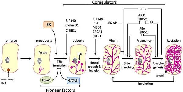 breast gland growth