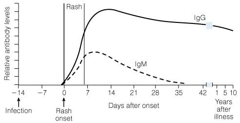 Measles antibody 1