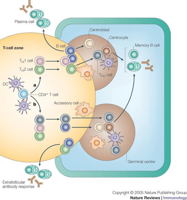 Follicular B helper T cells