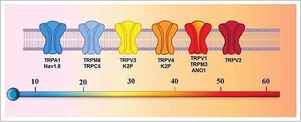 ThermoTRP ion channel