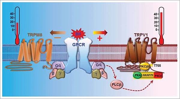 G protein and TRP activation