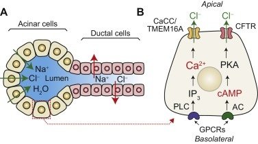 Sweat gland