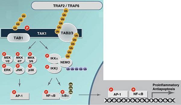 TRAF TAK1 ubiquitination