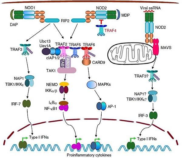 NOD signaling