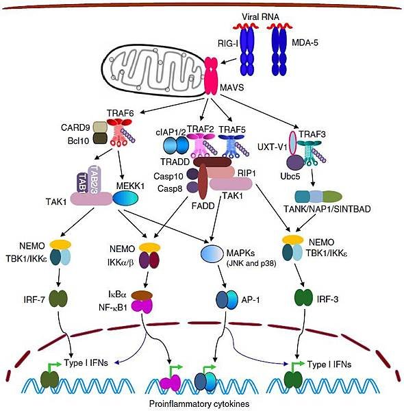 viral RNA MAVS