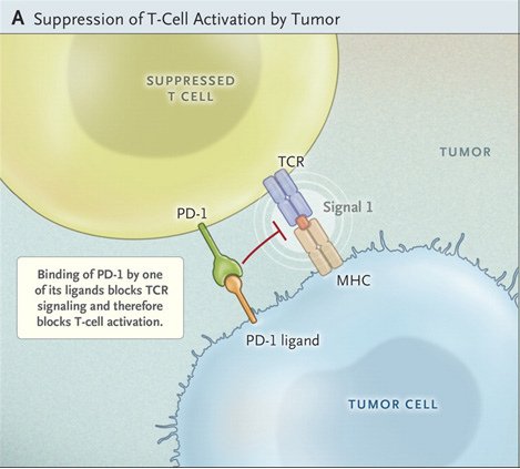 NEJM PD1 A