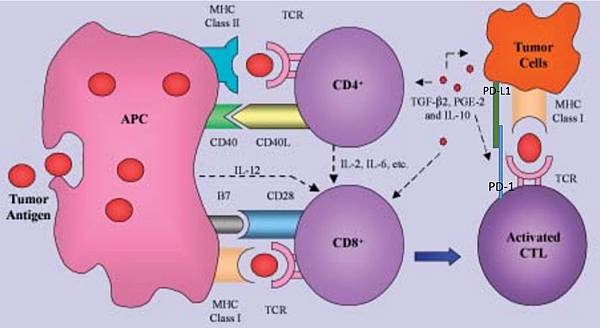 Tumor immunology