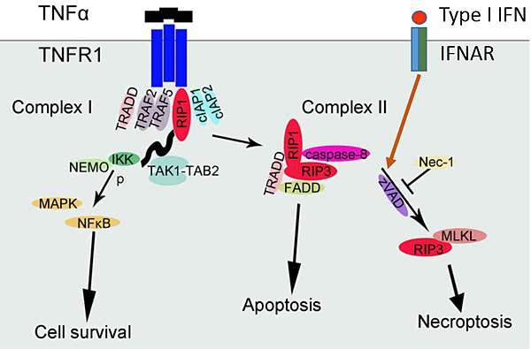 漫談免疫學-13 (Necroptosis in clinic) @ 人生沒有用不到的經歷:: 痞客邦::