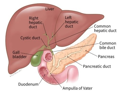 bile duct GB duodenum