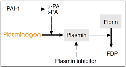 plasminogen_fibrin_64_s