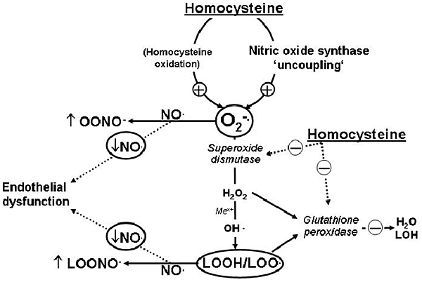 Putative-mechanism-of-homocysteine-induced-increased-vascular-oxidant-stress-leading