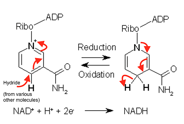 Difference-Between-NAD-NADH-and-NADPH-fig-1