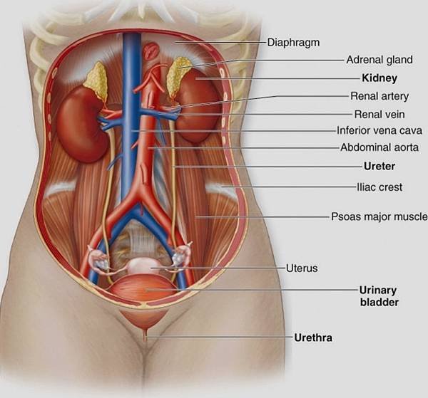 Kidney anatomy