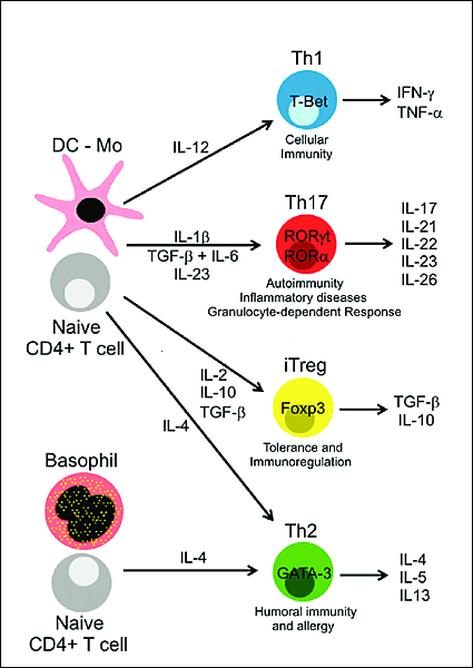 Th1-Th2-Th17-and-Regulatory-t-cell-differentiation-antigenpresenting-cells-aPc