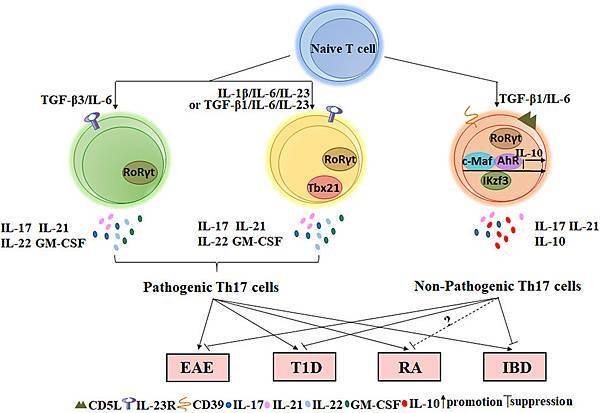 Pathogic Th17