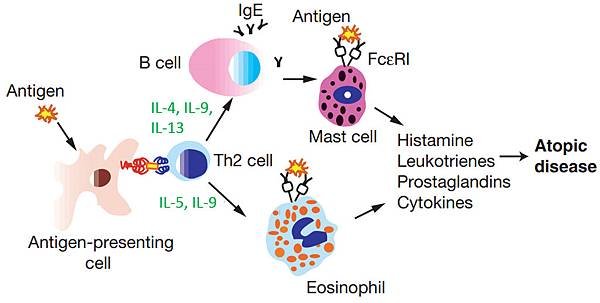 IL-4,5,9,13 allergy1