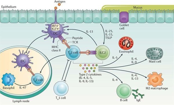 Th2 ILC2