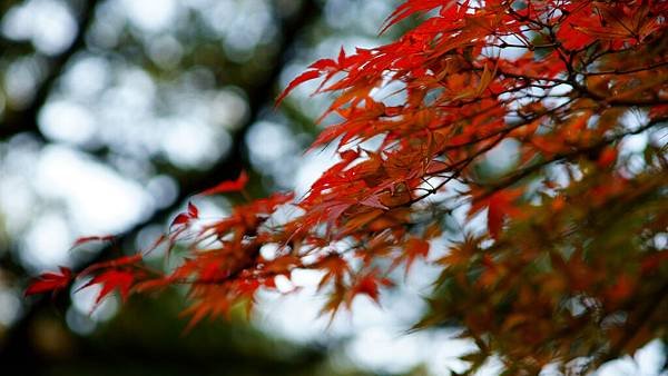 098-DSC04904