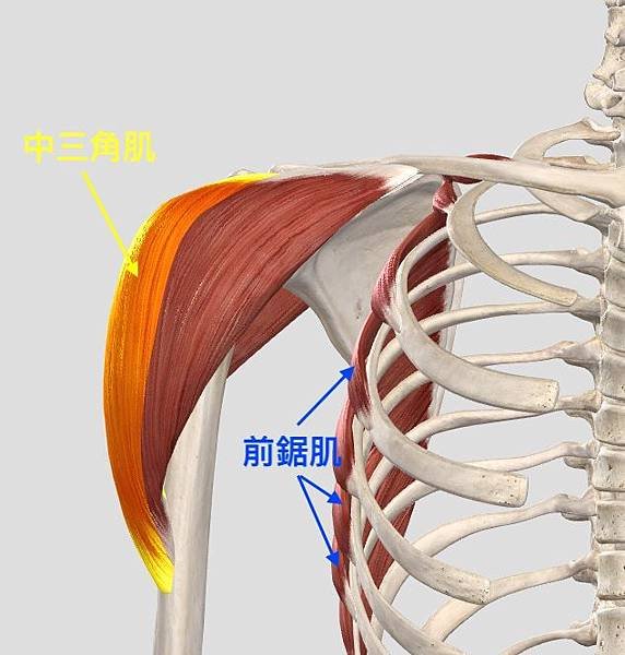 三角肌與前鋸肌.jpg