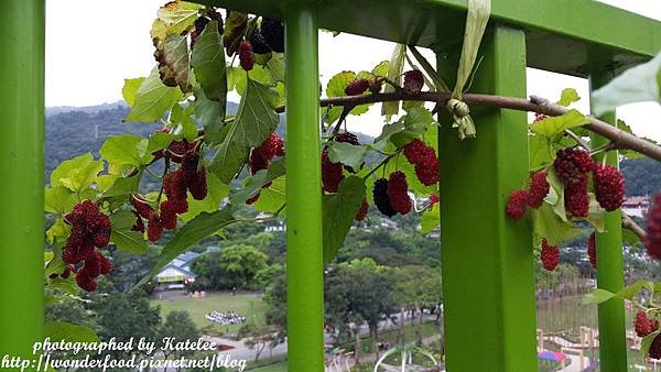 PhotoCap_232.jpg