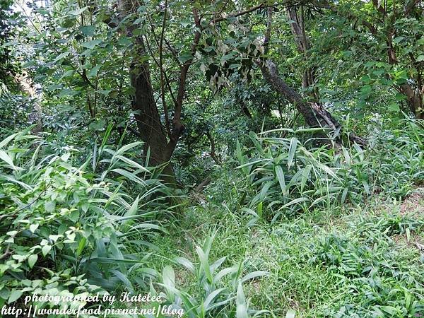 PhotoCap_096.jpg