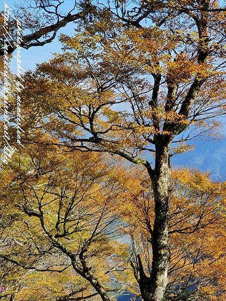 PhotoCap_195.jpg