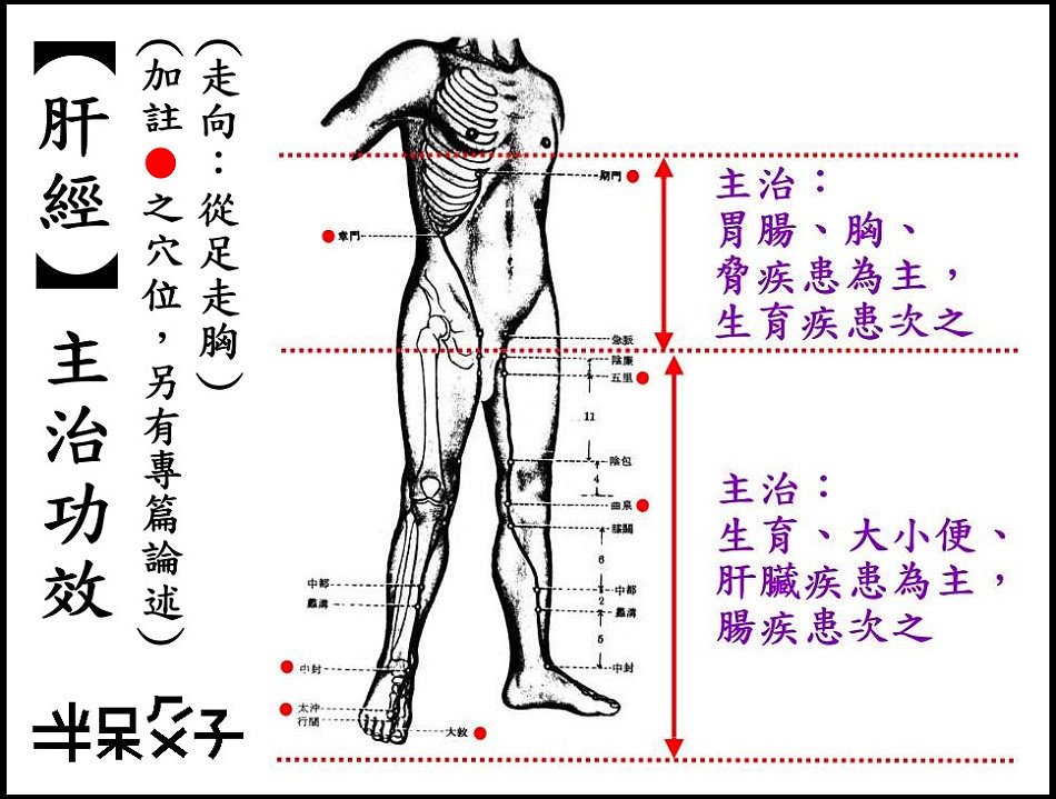 ●12肝經.jpg