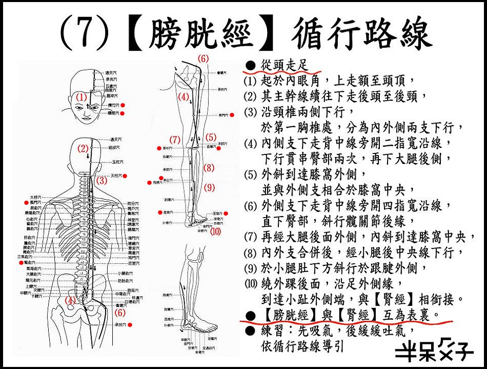 ●(7)膀胱經.jpg