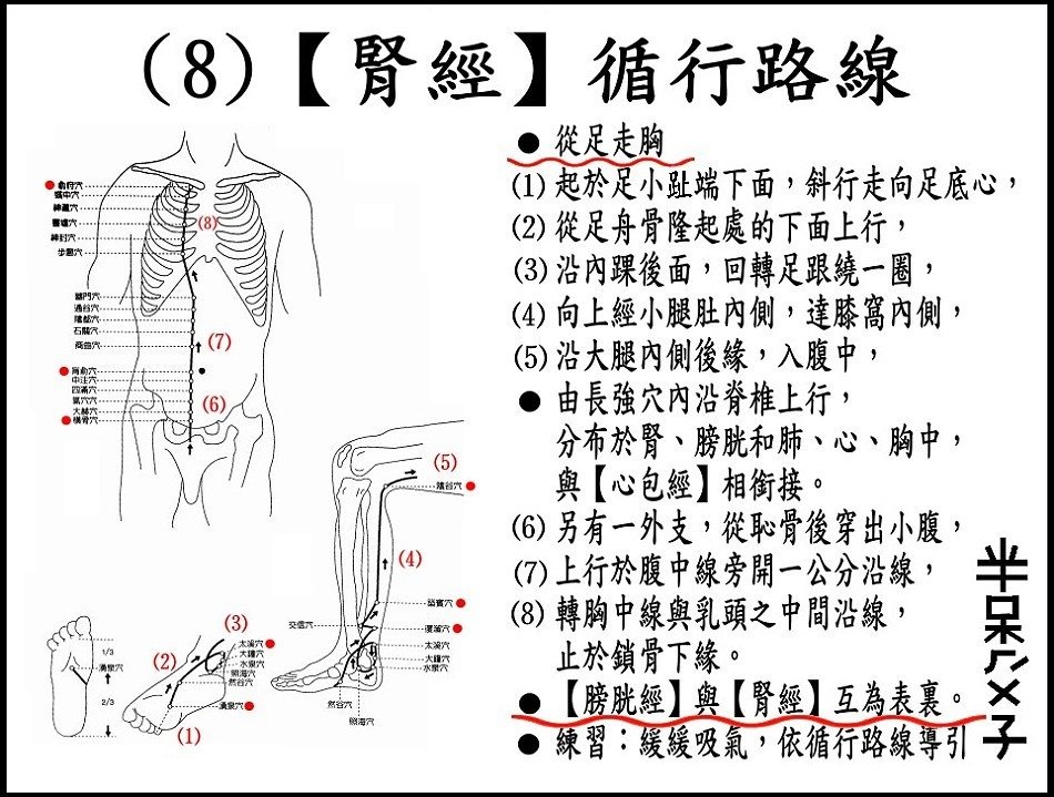 ●(8)腎經.JPG