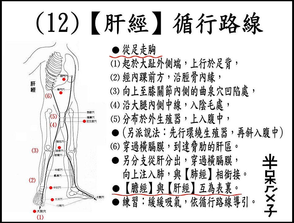 ●(12)肝經.jpg