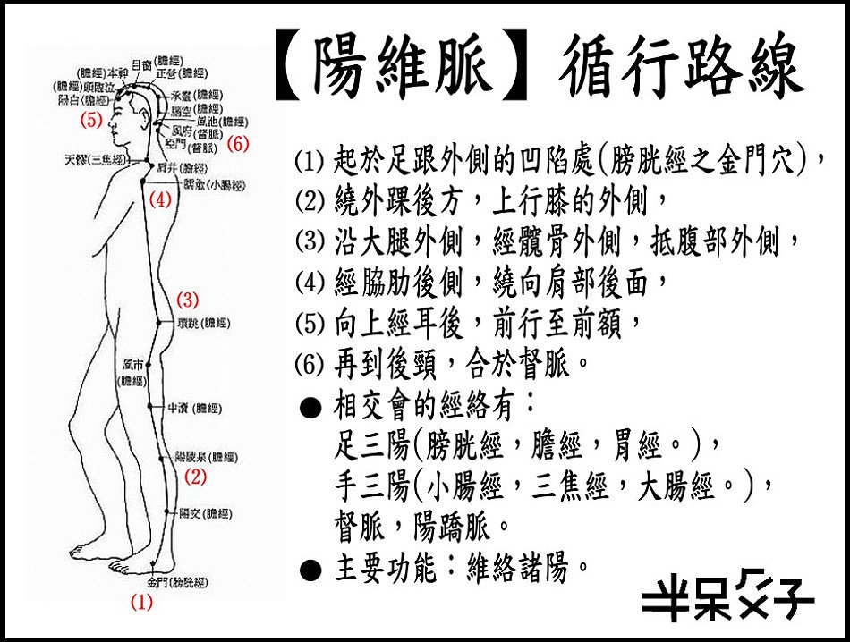 ●7陽維脈.jpg