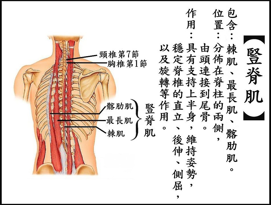 ●豎脊肌.jpg